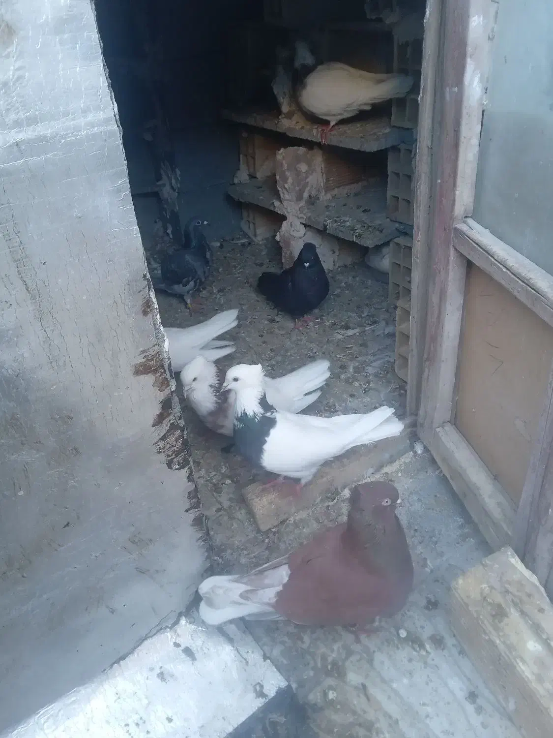 انواع کبوتر  طوقی|پرنده|کامیاران, |دیوار