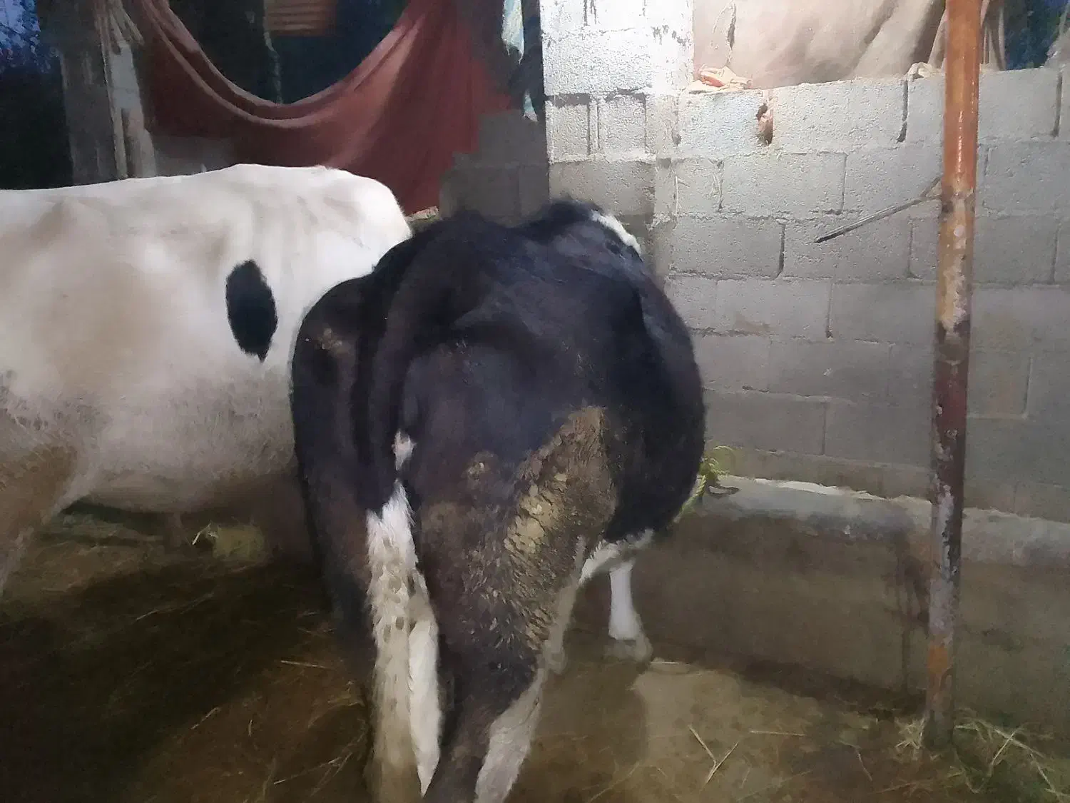 حیواناتمزرعهگاو|حیوانات مزرعه|گوراب زرمیخ, |دیوار