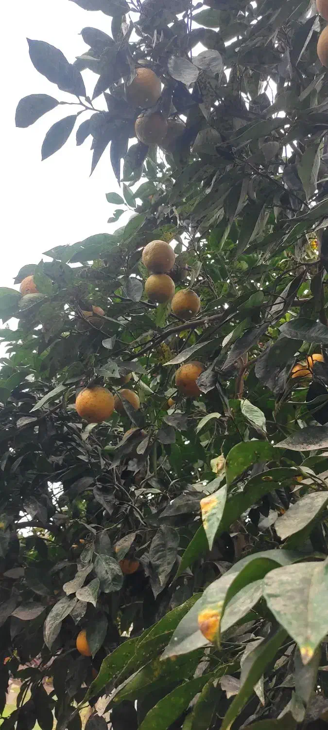 نارنج محلی آبدار|خوردنی و آشامیدنی|طاهرگوراب, |دیوار