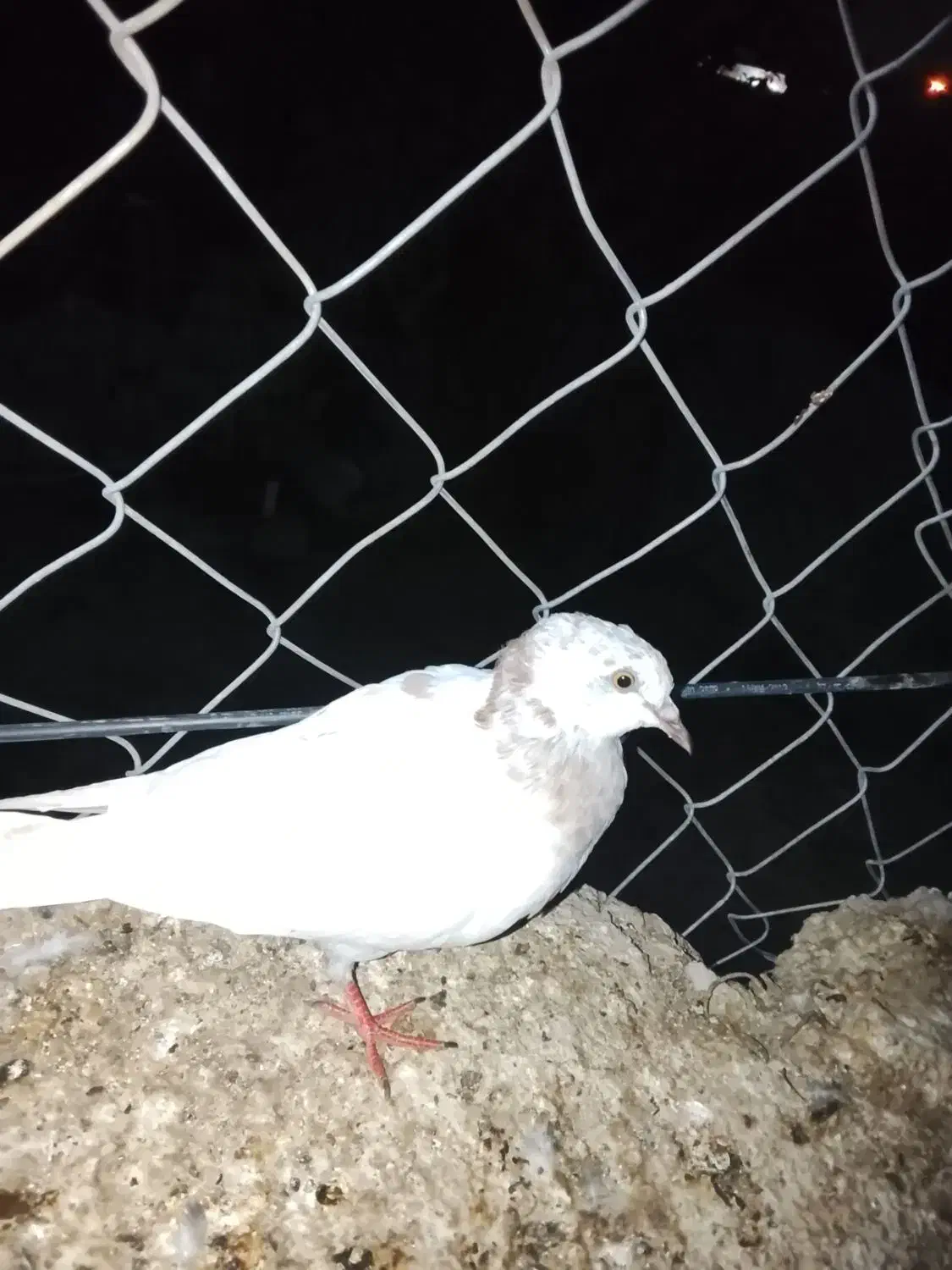 کبوتر|پرنده|میناب, |دیوار