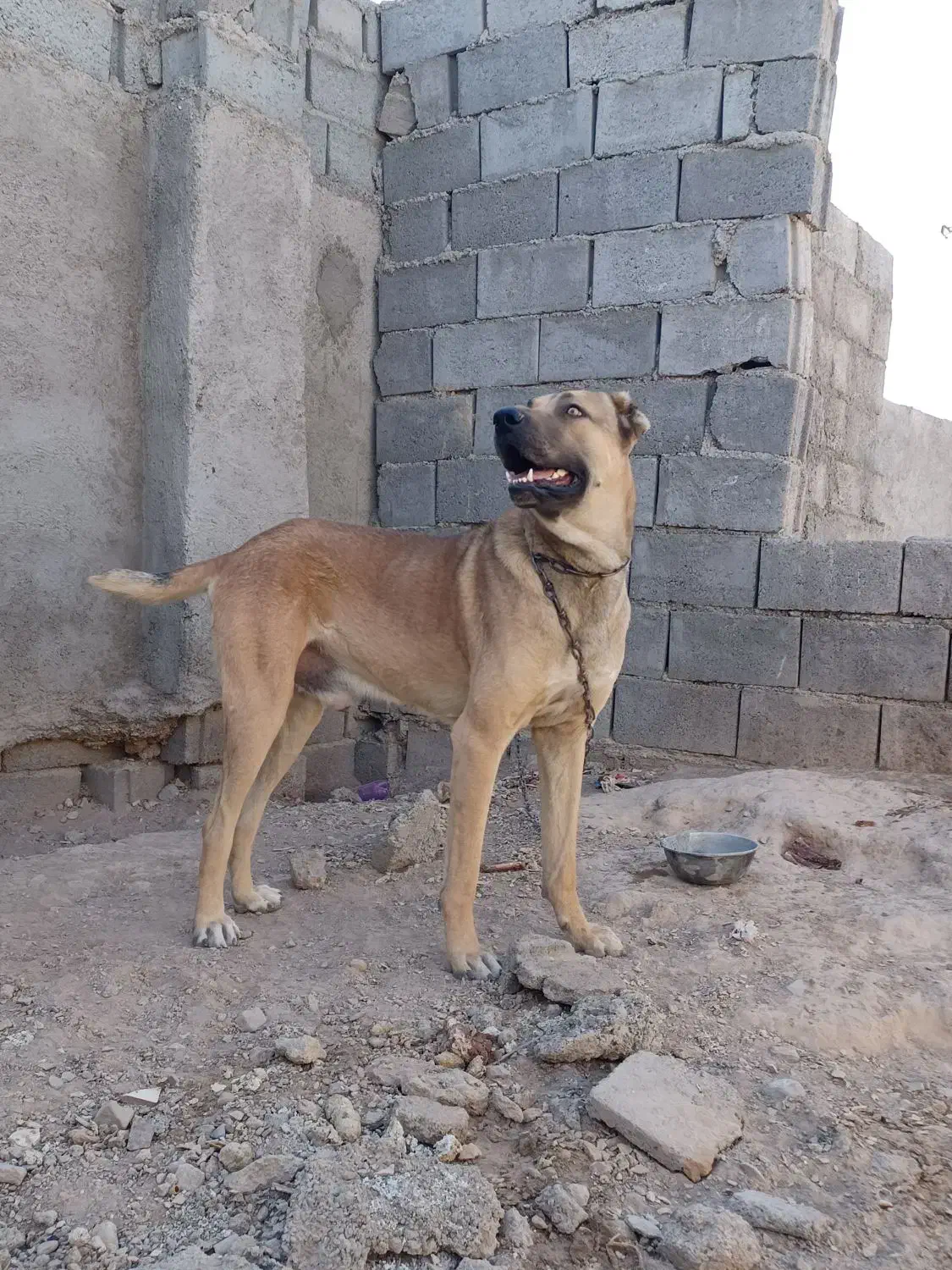 سگ فروشی|سگ|قائن, |دیوار