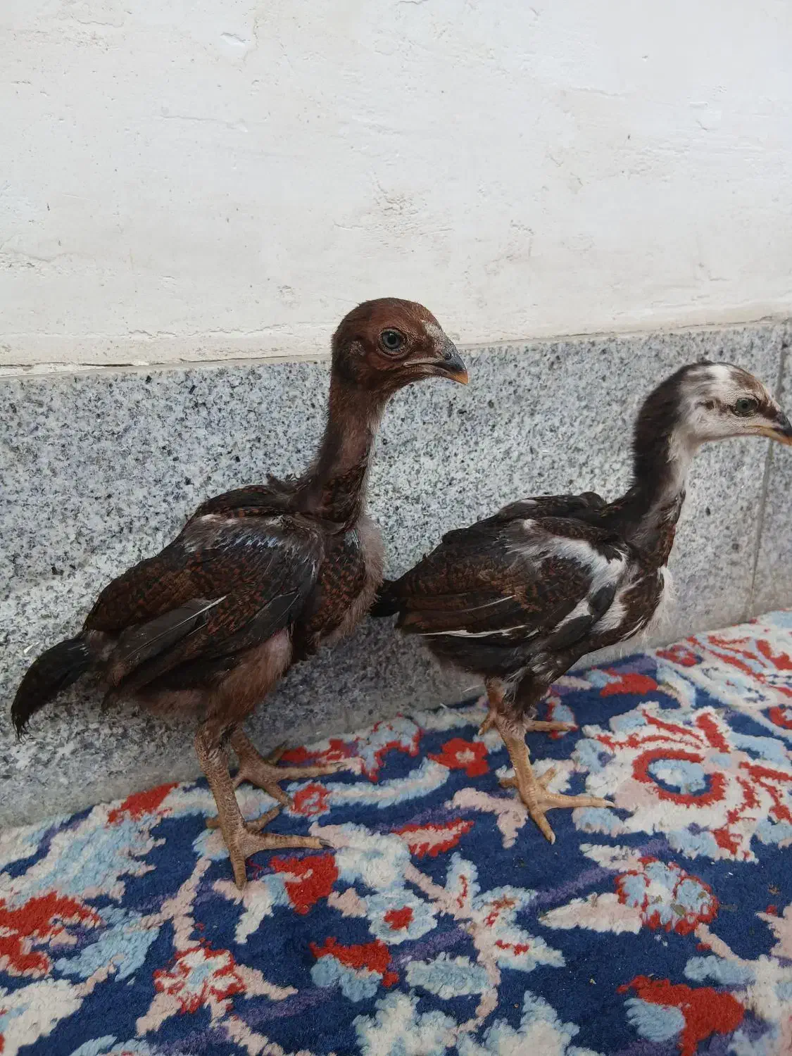 جوجه لاری اصیل نسل دار|حیوانات مزرعه|رشت, بیجارپس|دیوار