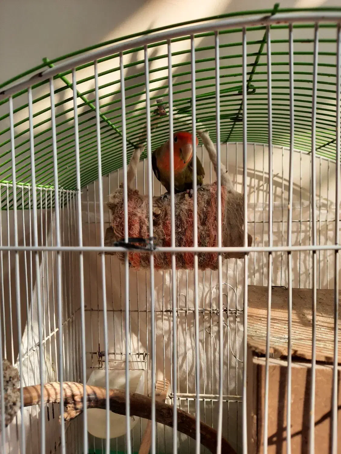 طوطی برزیلی استثنایی|پرنده|لواسان, |دیوار