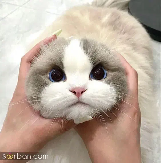 یک گربه خانگی در روستای توبن پیدا شده|گربه|نشتارود, |دیوار