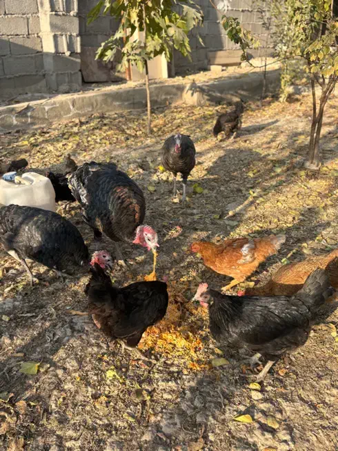 مرغ محلی|حیوانات مزرعه|شهریار, شهرک امیریه|دیوار