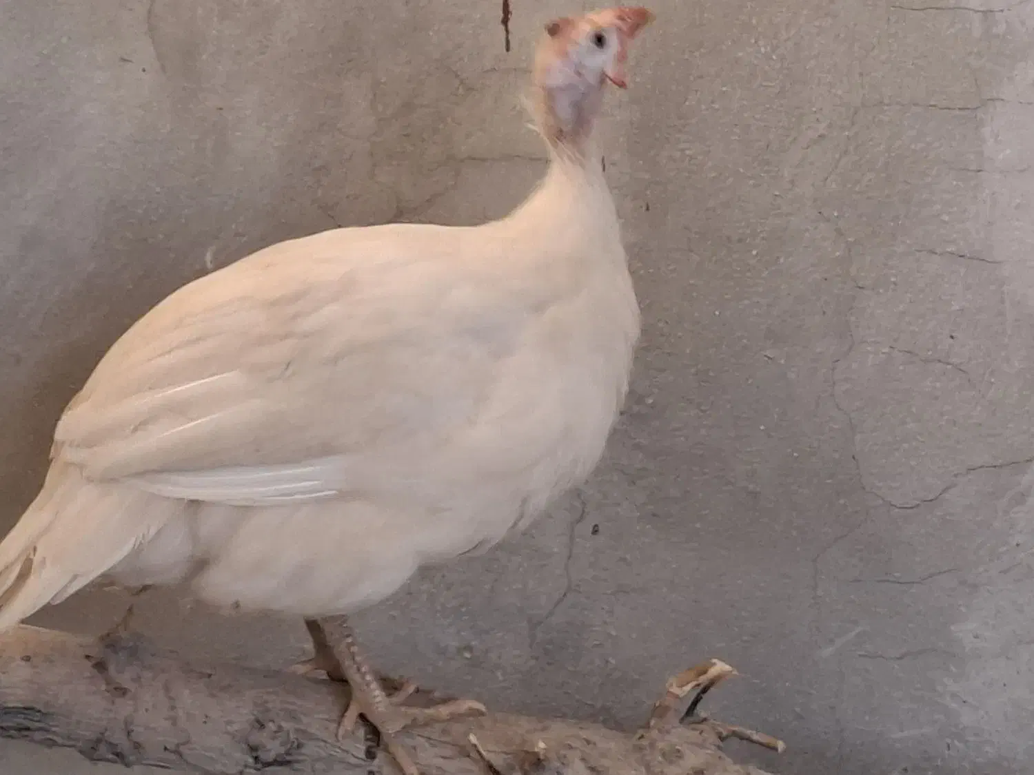 مرغ شاخدار|حیوانات مزرعه|مرودشت, بیست متری بیمارستان|دیوار