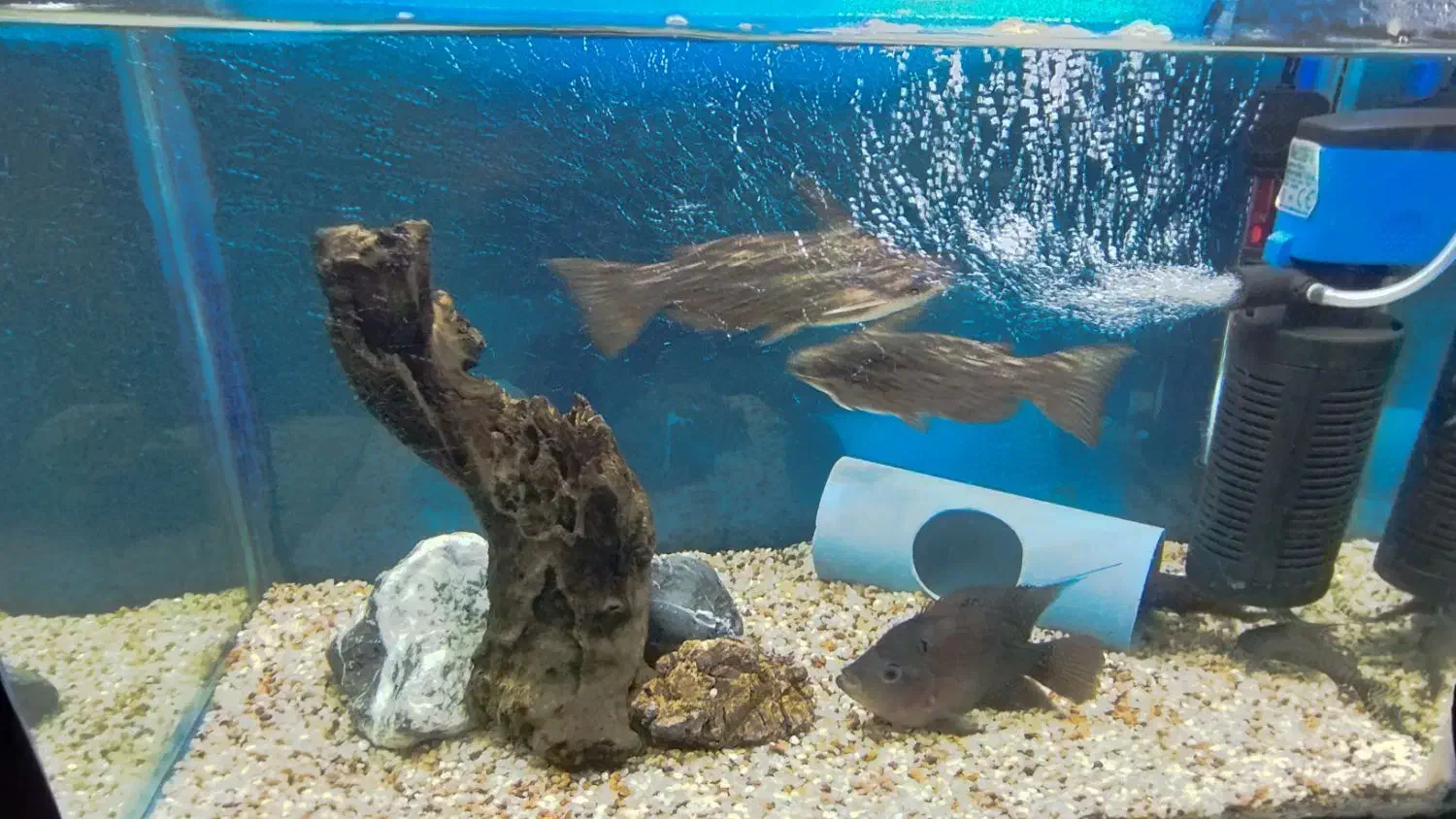 ماهی|ماهی|رزن, |دیوار