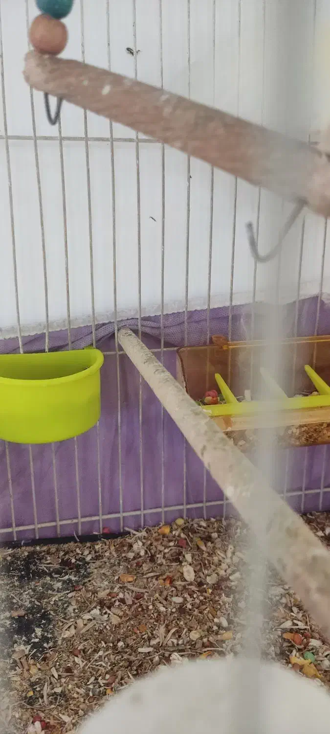 طوطی کوتوله|پرنده|مشهد, تلگرد|دیوار