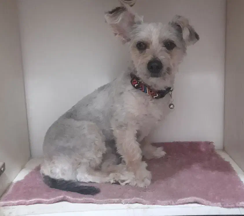 سگ پا کوتاه|سگ|قم, قم نو|دیوار