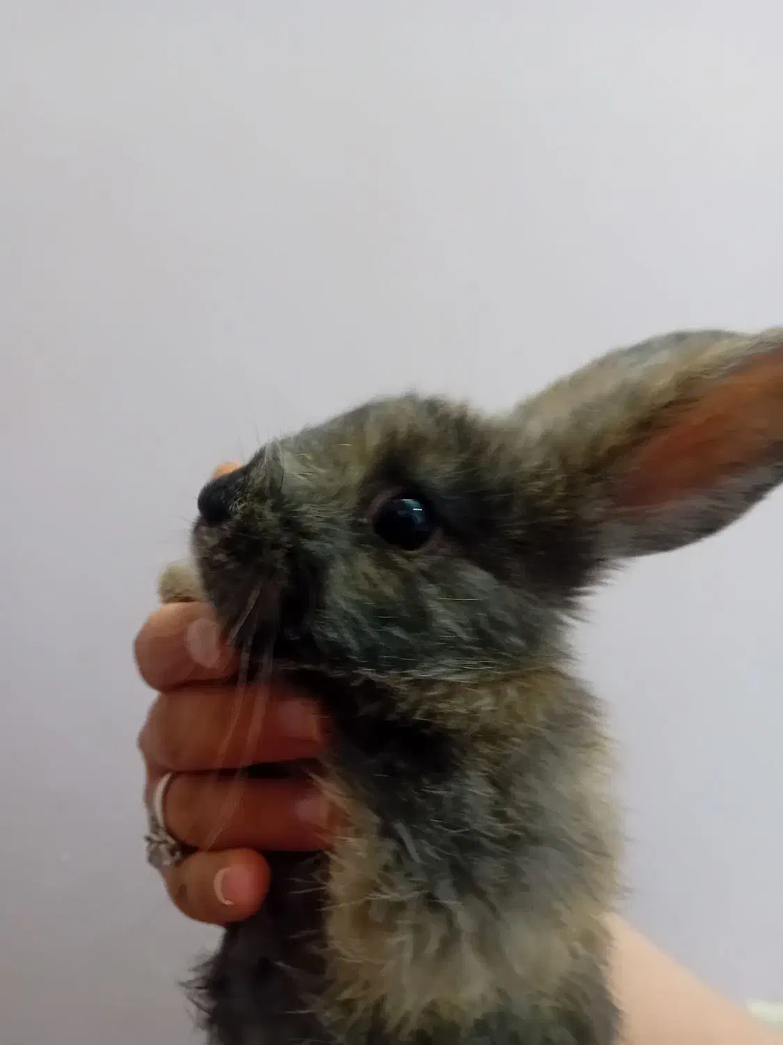 انواع خرگوش لوپ|موش و خرگوش|اراک, |دیوار