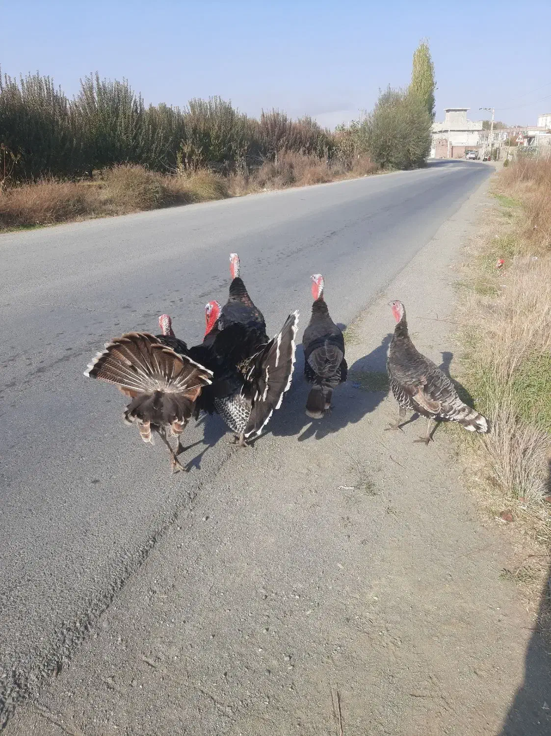 قهل|حیوانات مزرعه|اشنویه, |دیوار