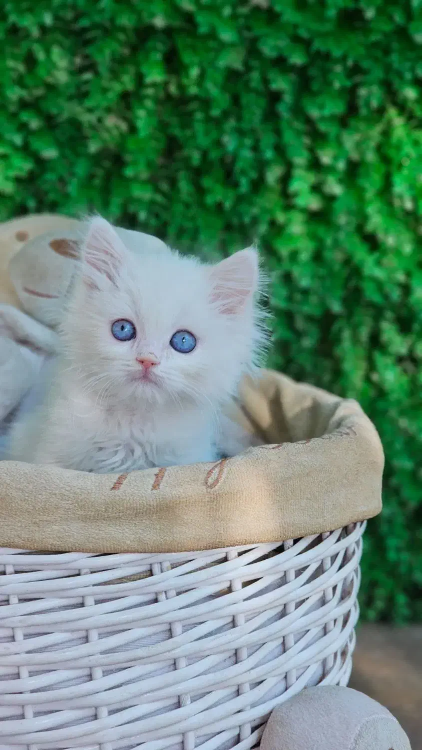 توله بریتیش وایت گلد|گربه|بندر ماهشهر, |دیوار