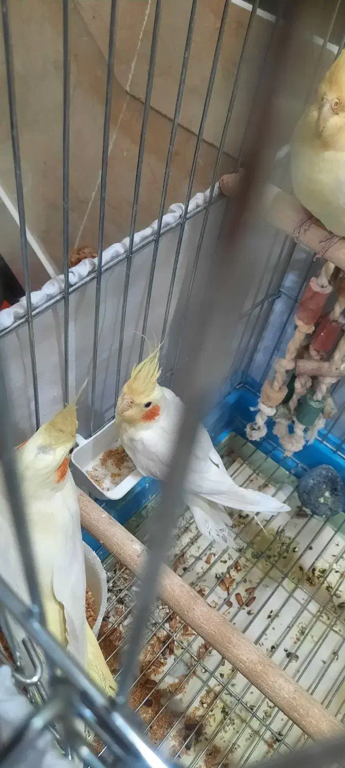 جوجه ۸ماهه عروس هلندیلوتینو|پرنده|تهران, مسعودیه|دیوار