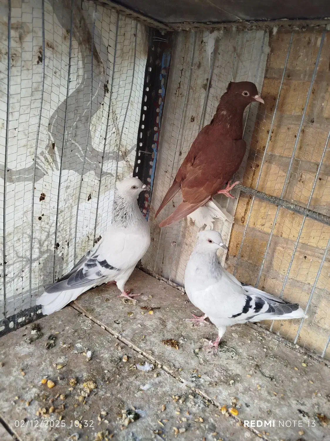 سبز و سرخ دم سفید|پرنده|بیرجند, |دیوار