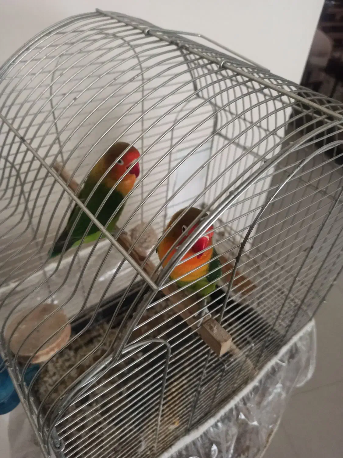 جفت کوتوله برزیلی|پرنده|مشهد, آزادشهر|دیوار