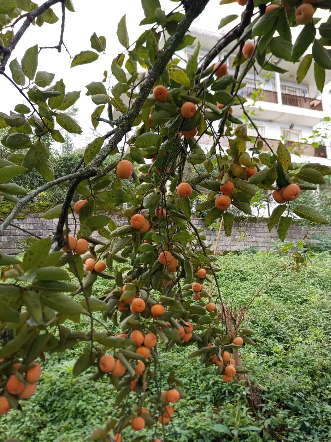 فروش خرمالو صادراتی|خوردنی و آشامیدنی|تهران, سعادت‌آباد|دیوار