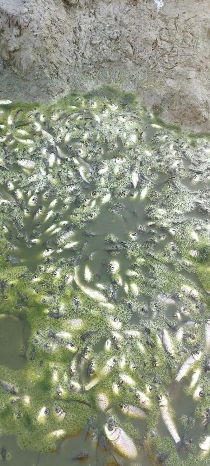 کمک به جابجایی ماهی ها|فعالیت داوطلبانه|خان ببین, |دیوار