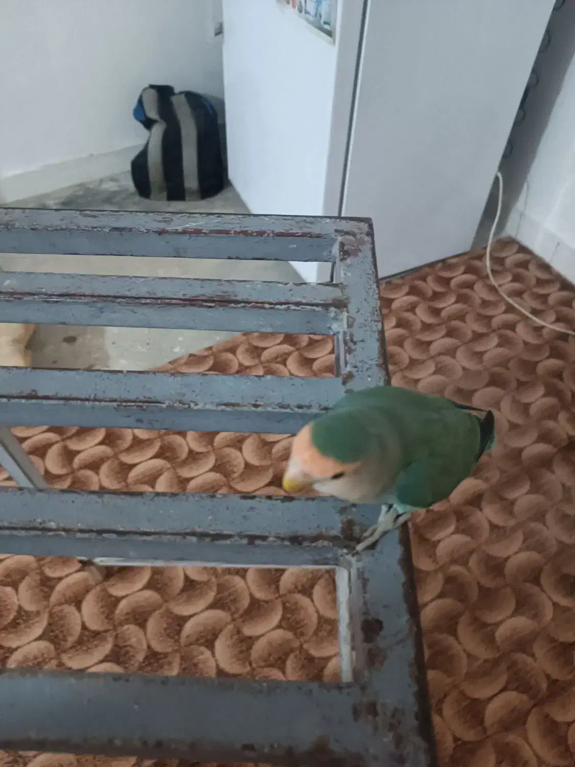 طوطی کوتوله یا برزیلی|پرنده|اهواز, زرگان|دیوار