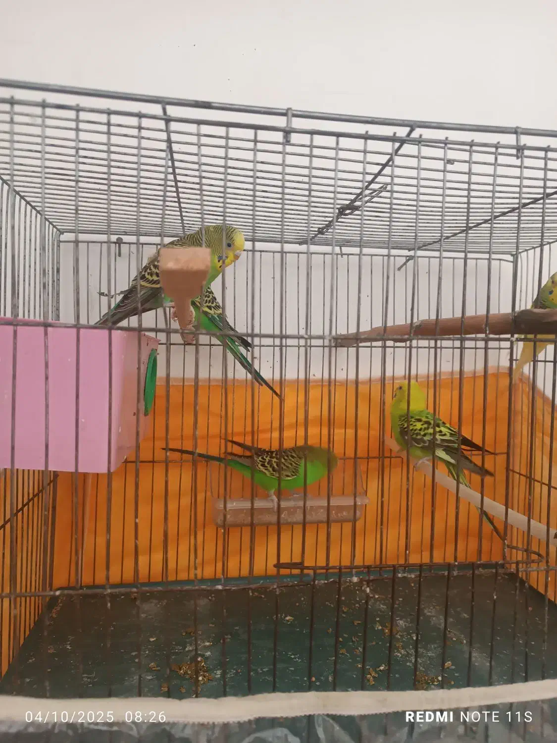 مرغ عشق خانوادگی|پرنده|مشگین شهر, |دیوار