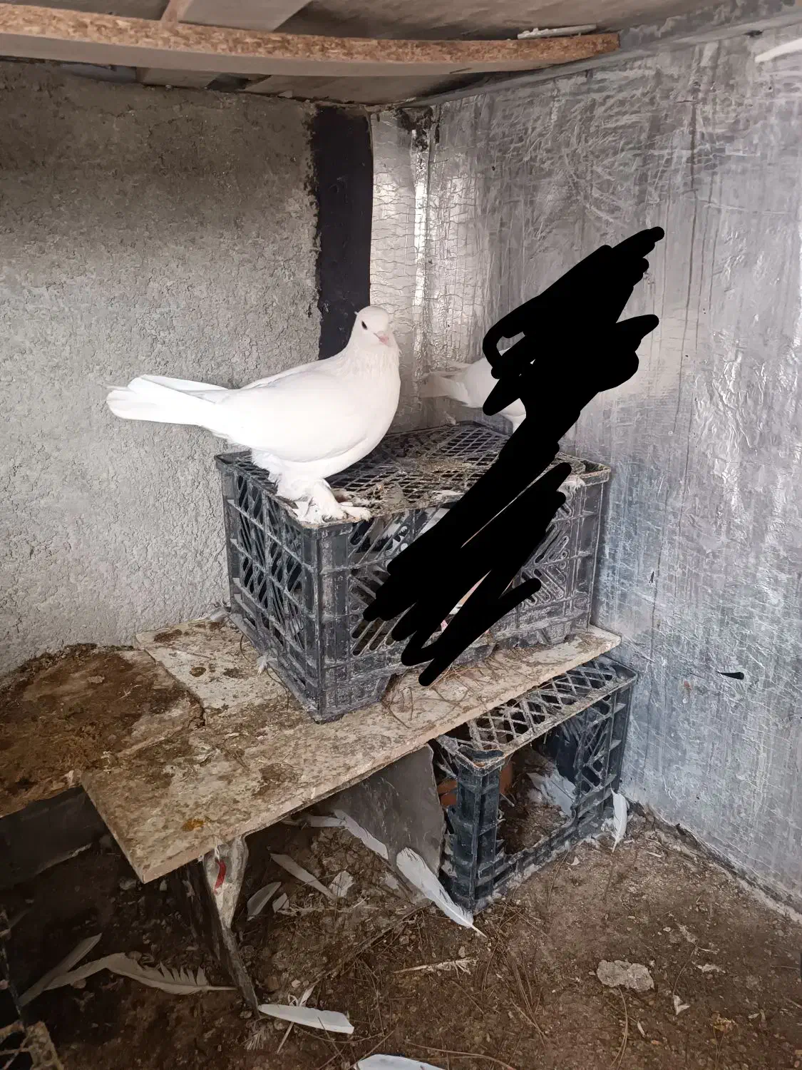 کفتر|پرنده|مرودشت, ثبت احوال|دیوار