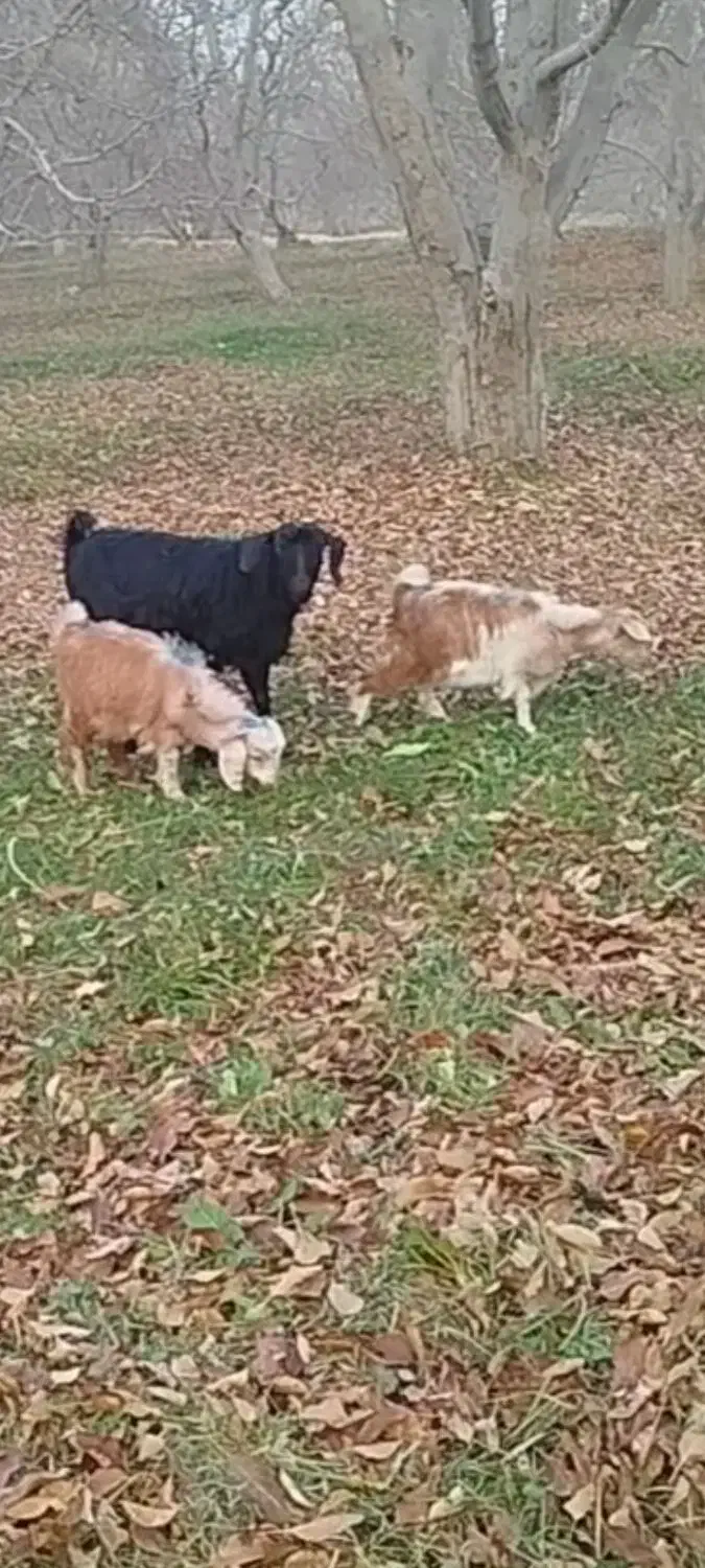 بزغاله|حیوانات مزرعه|سلماس, |دیوار