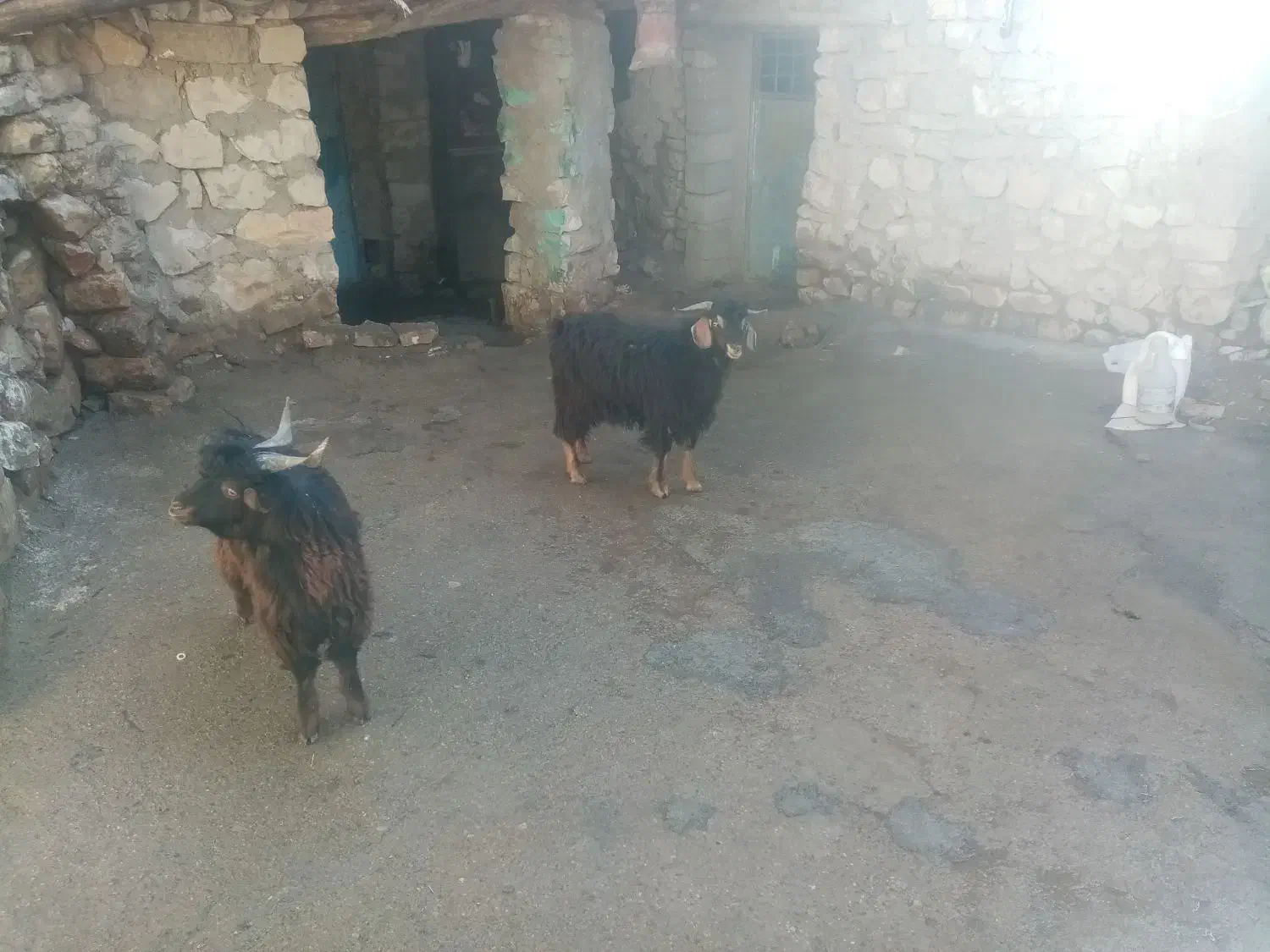 دوعدد بزغاله نر ادرس روانسر|حیوانات مزرعه|روانسر, |دیوار