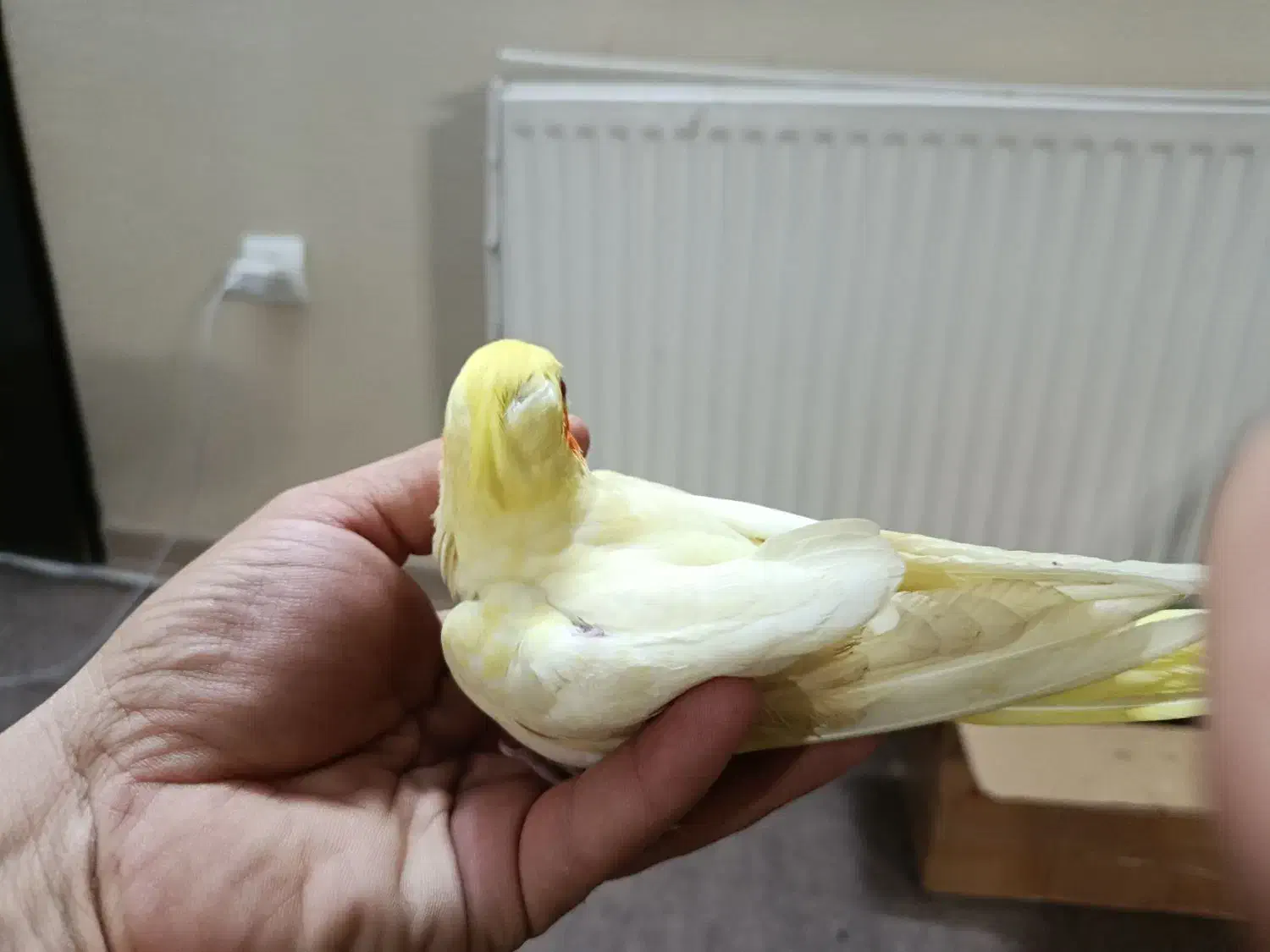 عروس هلندی لوتینو سه ماهه|پرنده|اسلام‌شهر, شهرک مفیدی|دیوار