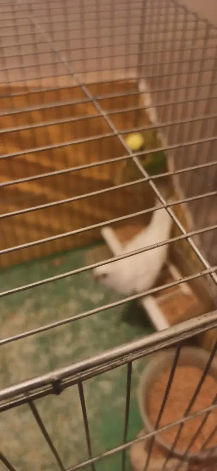 مرغ عشق مولد با جوجه|پرنده|شاهینشهر, خانه کارگر|دیوار