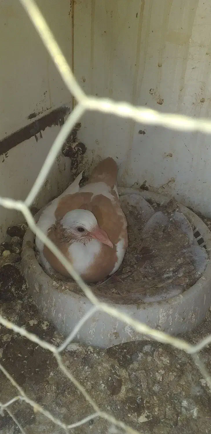 جوجه رایگان|پرنده|رفسنجان, |دیوار