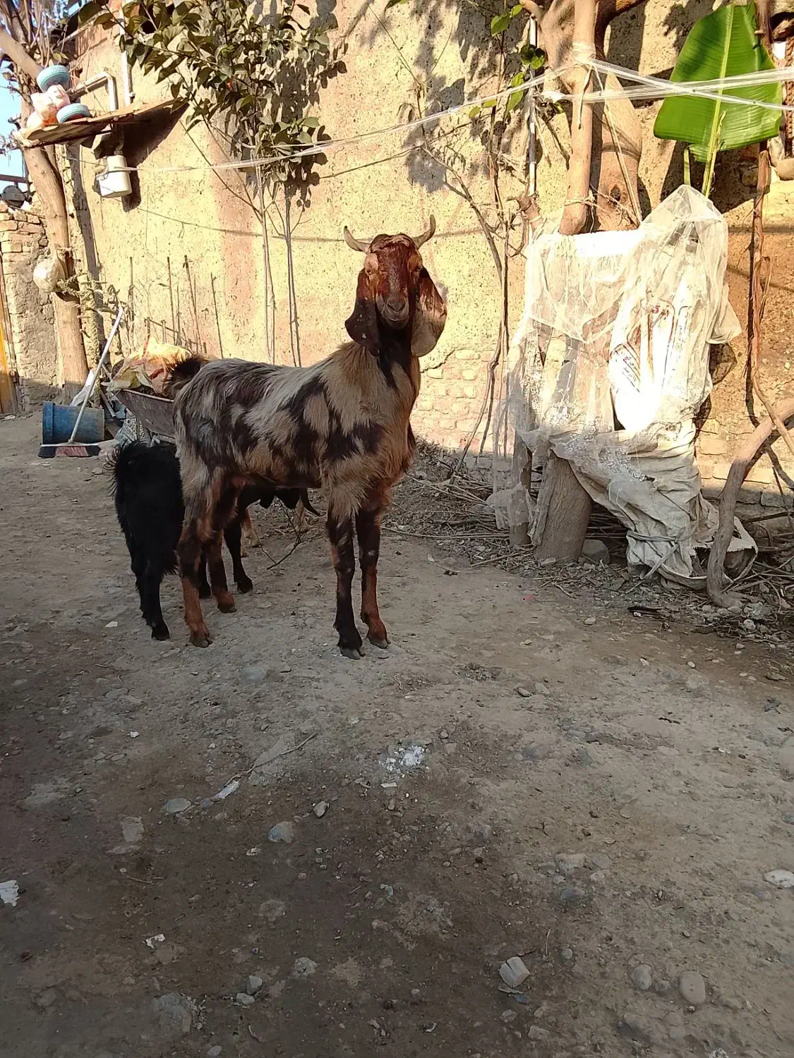 بزجنس پاکستانی|حیوانات مزرعه|سرخنکلاته, |دیوار