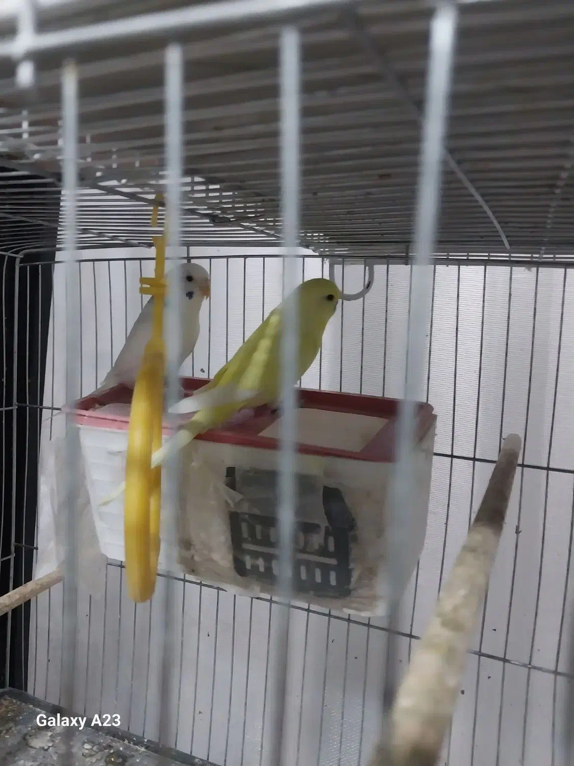 2جفت مرغ عشق و ...|پرنده|سبزوار, پاسداران|دیوار