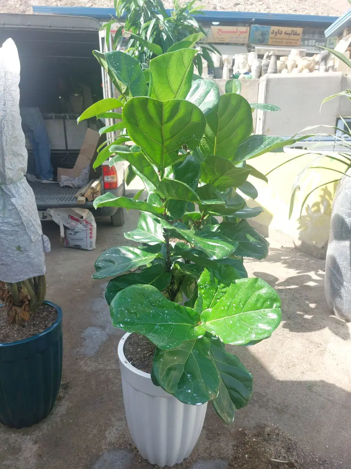 بلک|گل و گیاه طبیعی|تهران, اکباتان|دیوار