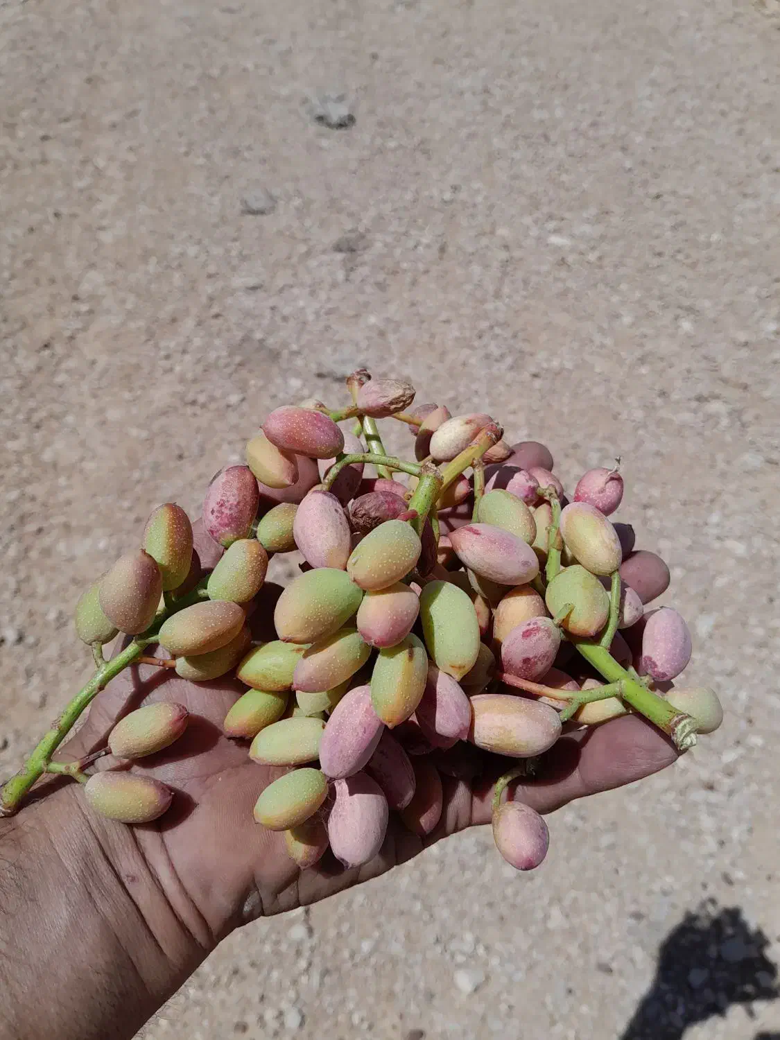 زمین باغ شهری ۱۰۰۰ متری باغ پسته ای واقع در داریون|فروش زمین و ملک کلنگی|شیراز, داریون|دیوار