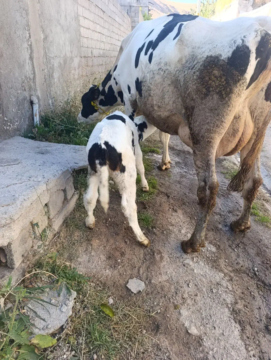 گاوشیری هرکول جوان|حیوانات مزرعه|تبریز, |دیوار