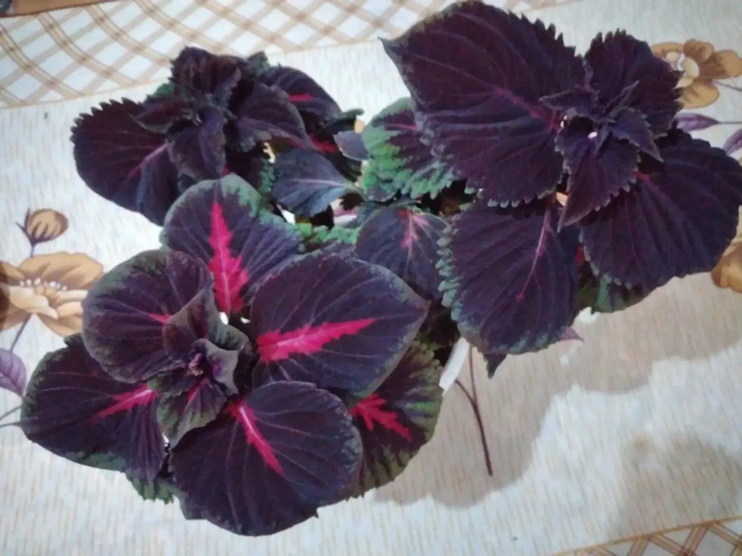 گل حسن یوسف|گل و گیاه طبیعی|ارومیه, |دیوار