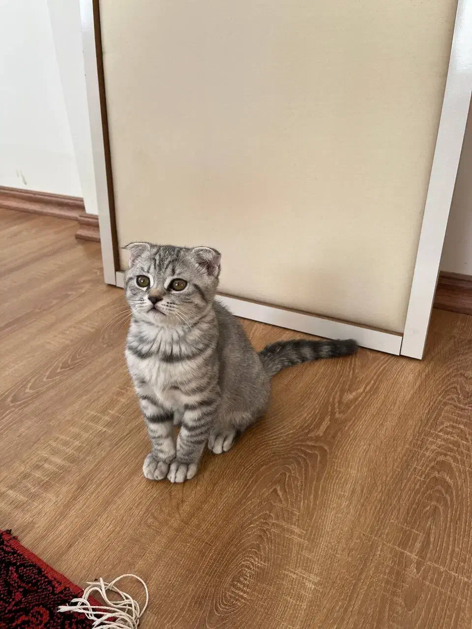 گربه اسکاتیش گوش‌ کوتاه|گربه|ارومیه, |دیوار