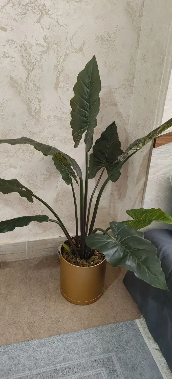 درختچه بابا آدم|گل مصنوعی|زنجان, |دیوار