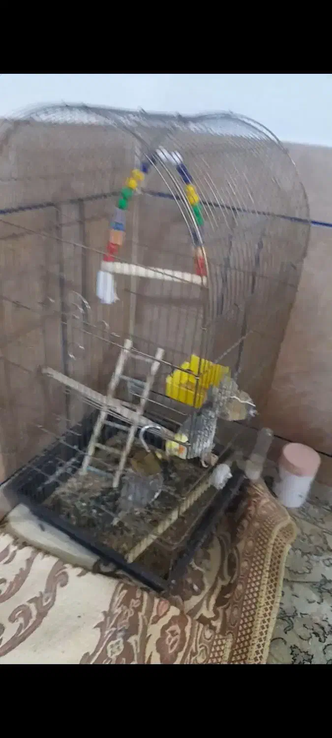 یه جفت عروس با قفس بزرگ|پرنده|دره شهر, |دیوار