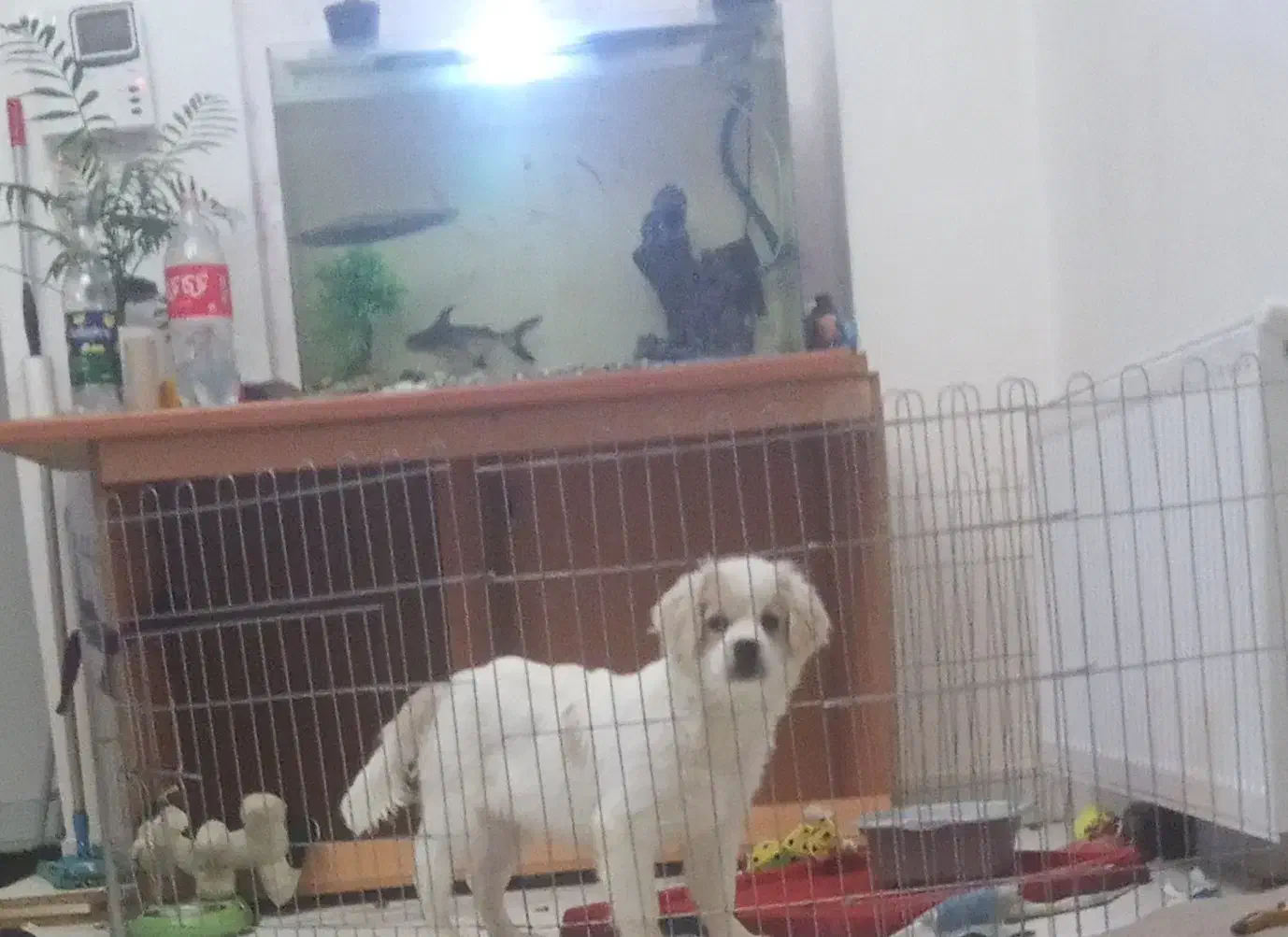 حیوانات|سگ|ارومیه, |دیوار