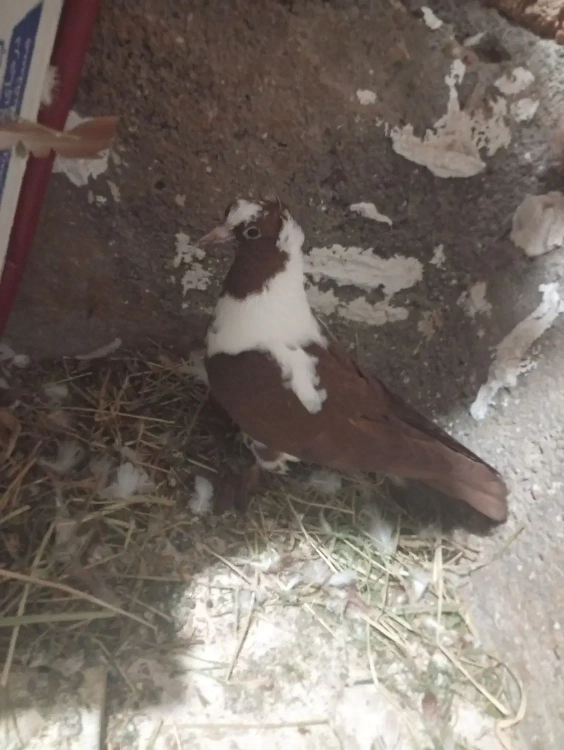 ککیلی|پرنده|اردبیل, |دیوار