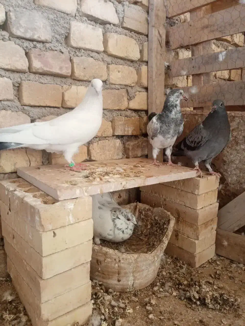 کبوتر|پرنده|یزد, |دیوار