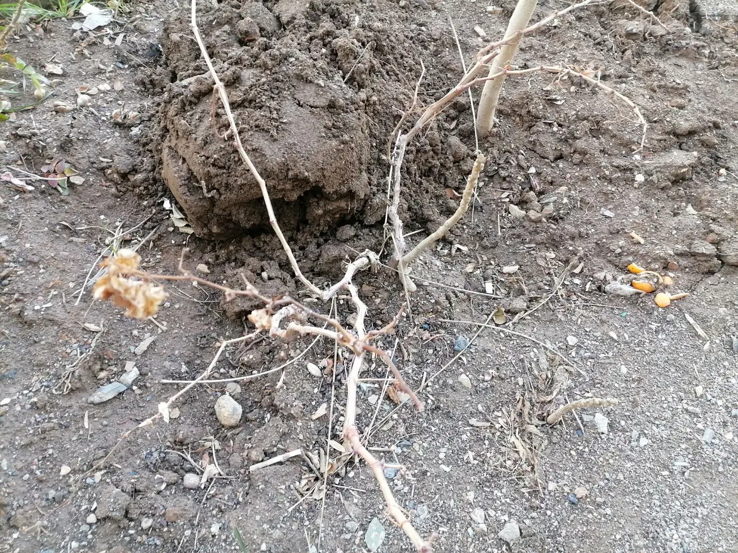 درخت میوه|گل و گیاه طبیعی|بیرجند, |دیوار