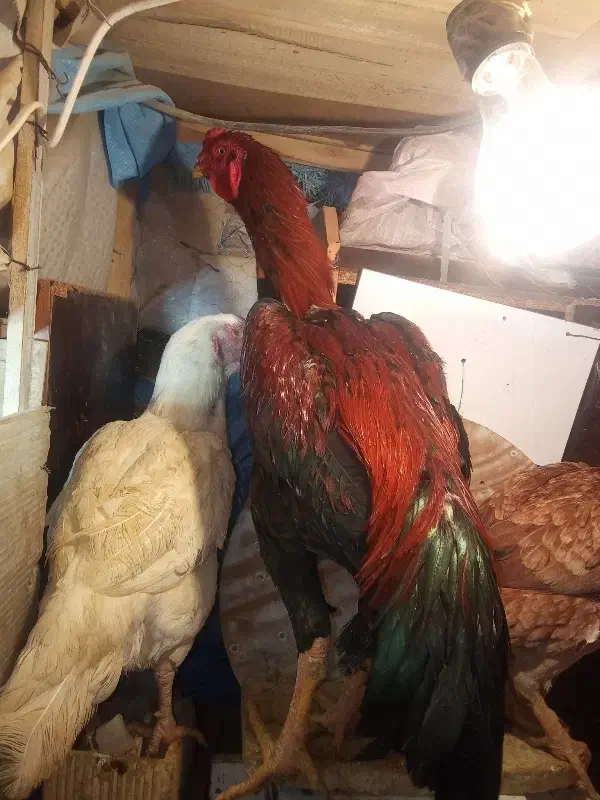 لاری لاری لاری تخم|حیوانات مزرعه|شیروان (خراسان), |دیوار