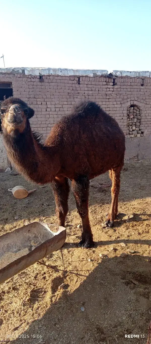 قیمت توافقی|حیوانات مزرعه|قنوات, |دیوار