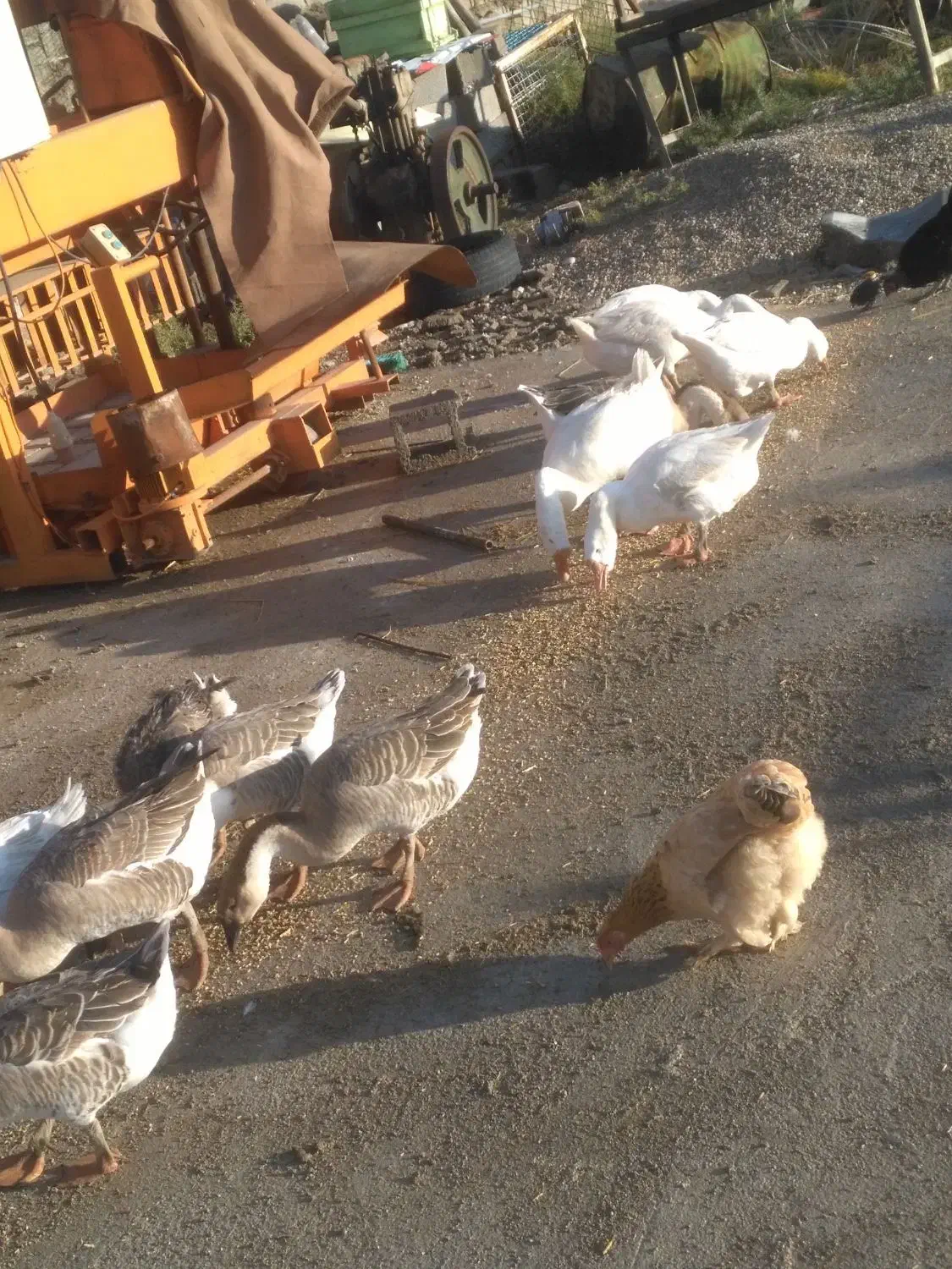 قوغاز|حیوانات مزرعه|چرام, |دیوار