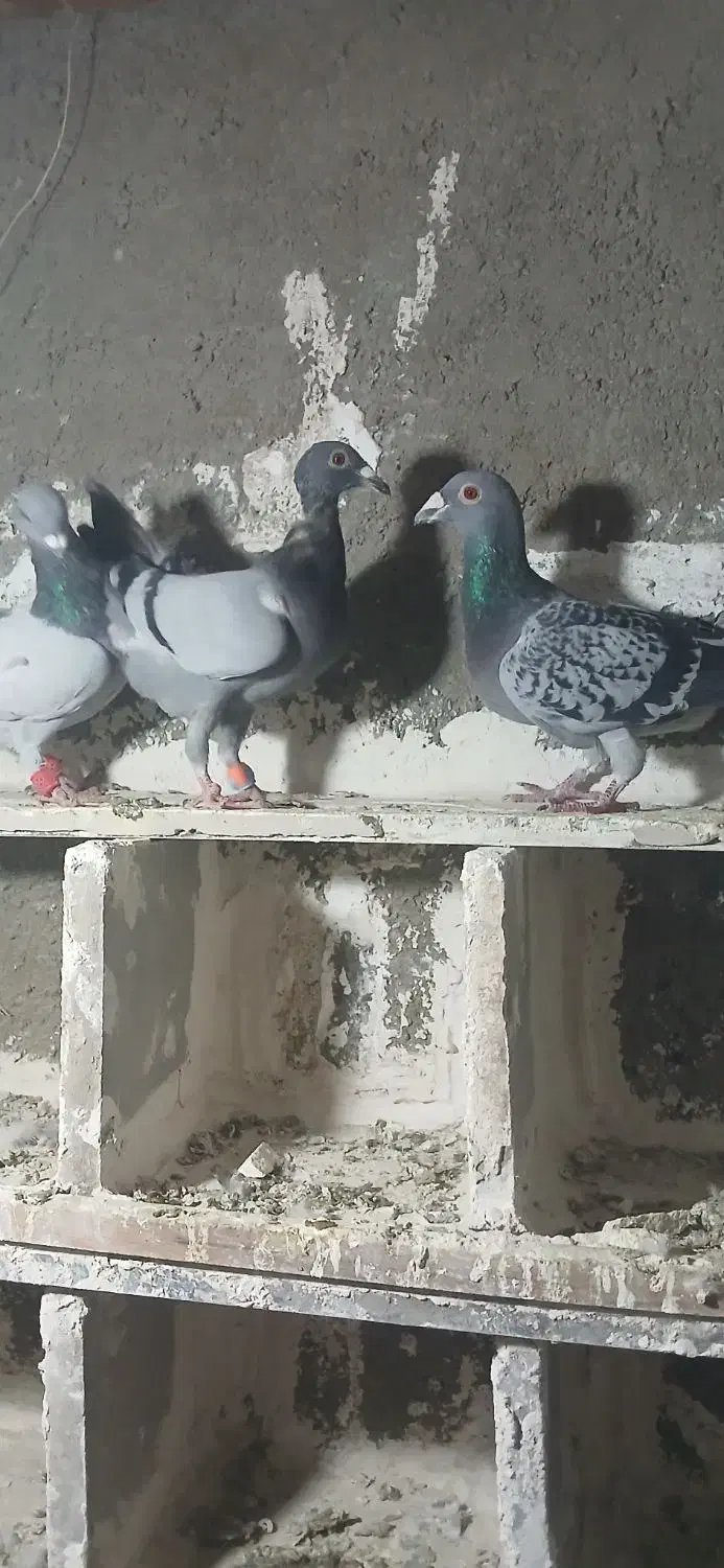 کفتر|پرنده|چناران, |دیوار