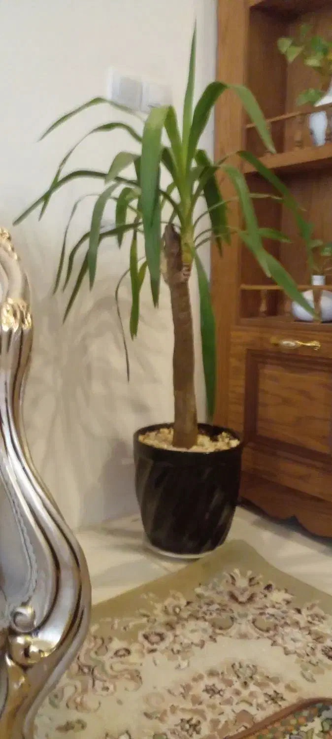 گل یوکا باگلدان|گل و گیاه طبیعی|مشهد, انصار|دیوار