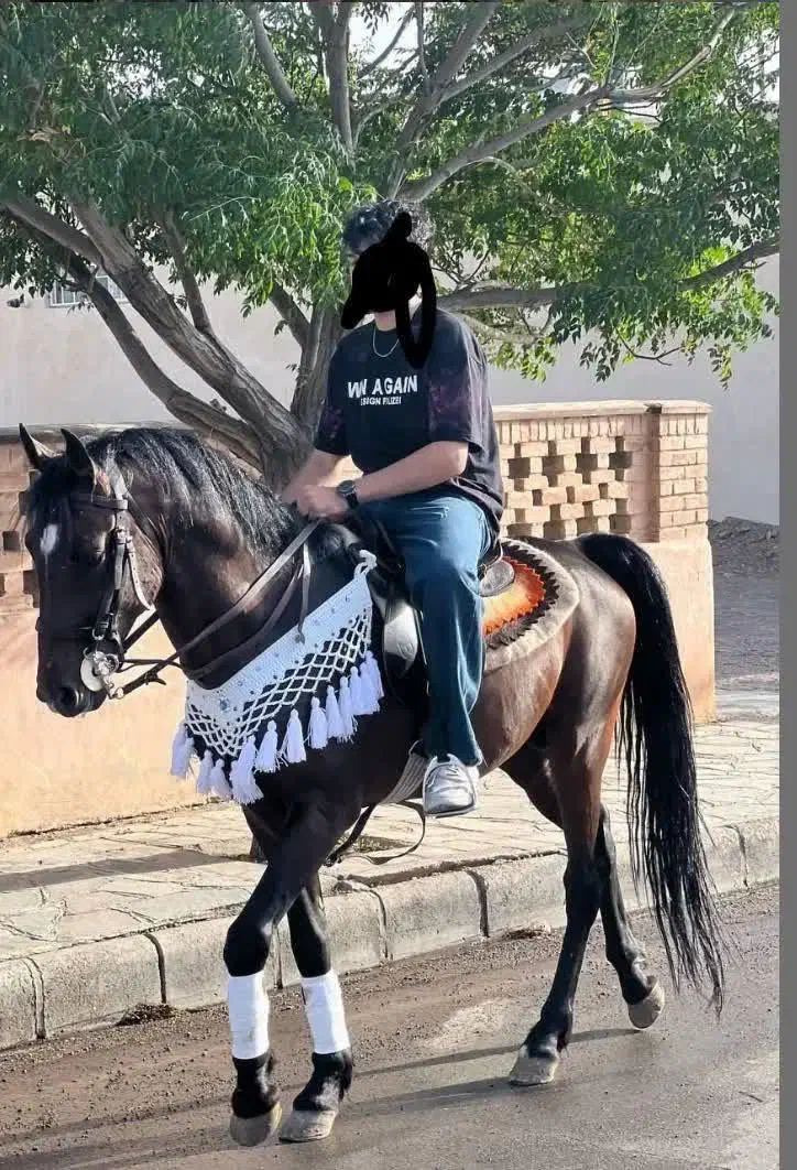 اسب کورد|اسب و تجهیزات اسب‌سواری|سبزوار, جوادیه شرقی|دیوار