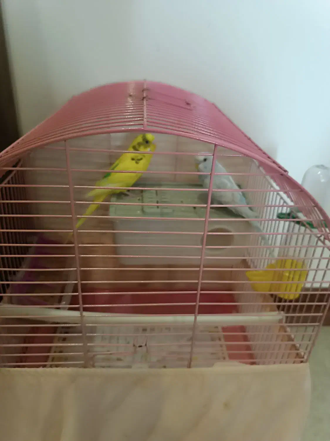 مرغ عشق|پرنده|تهران, چیتگر شمالی|دیوار