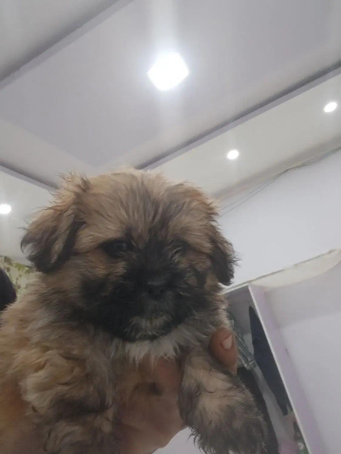 توله شیتزوتریر(فول کیفیت)|سگ|قزوین, |دیوار